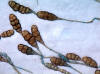 Alternaria sp.