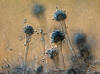 Aspergillus sp.