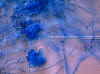 Aspergillus versicolor