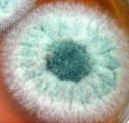 Aspergillus flavus auf einer Petrischale mit Malzextrakt nach 14 Tagen Brutzeit