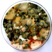 kultivierte Petrischale einer Luftkeimmessung