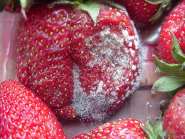 Schimmelpilze auf Erdbeeren
